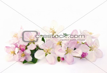 Apple blossoms - isolated