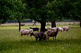 sheep under the tree