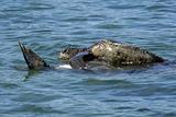 Mating Galapagos Sea Turtles