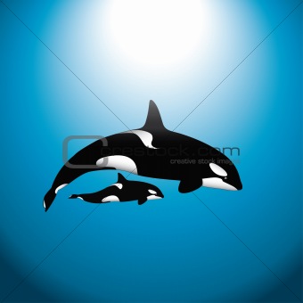 Orca Whale with Baby
