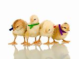 Small fluffy chickens with colorful scarves - isolated
