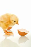 Small fluffy chicken with broken egg shell - isolated