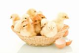 A basketful of fluffy spring chickens