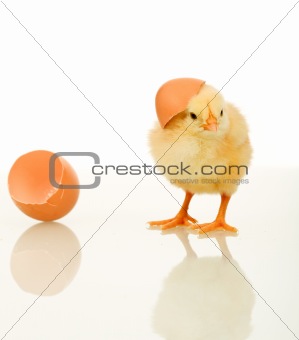 Small fluffy spring chicken with egg shell - isolated