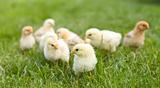 Small fluffy chickens in the grass