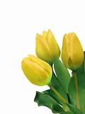 bright yellow tulips isolated on white. EPS 8