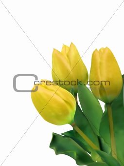 bright yellow tulips isolated on white. EPS 8