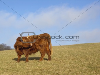 highland cow 2