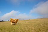 highland cow 3