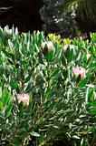 Protea blossoms, Sugarbush - Monte Palace botanical garden, Monte, Madeira