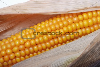 An ear of ripe corn