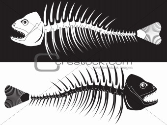  skeleton of fish