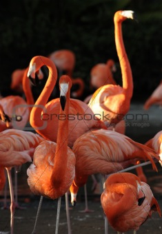 Flamingo on a sunset.