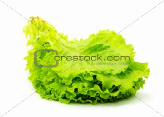 leafs of cabbage 