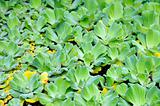 Pistia (Water cabbage) - detail