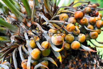 Close up of palm tree fruit - Cycas circinalis