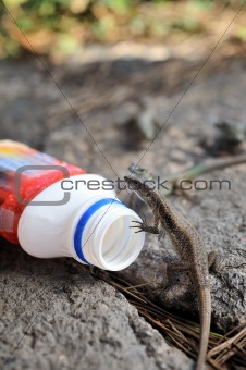 Viviparous lizard and plastic bottle - environment - concept