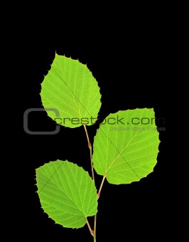 Green leaves isolated on black