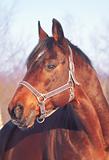winter portrait of bay horse