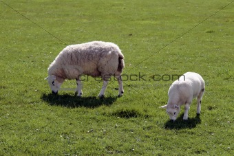 sheep and lamb 