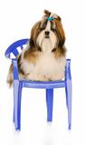 cute puppy sitting on chair