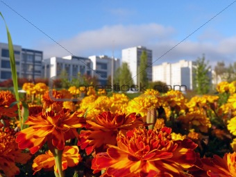 City flowerbed. Beautiful flowers on a background of 