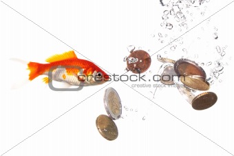 goldfish and money