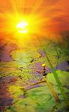 Yellow pond-lily (Nuphar lutea) on sunset