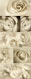 Sepia roses collage