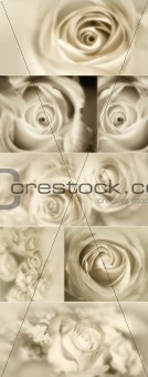 Sepia roses collage