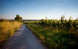 Vineyard in Southwest Germany