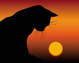 black cat and the setting sun 