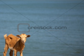 Goat kid with the river behind