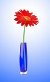 Red gerbera in vase over blue background