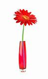 Red gerbera in vase isolated on white