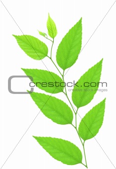 Branch with green leaves isolated on white 