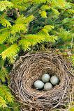 Detail of blackbird eggs in nest
