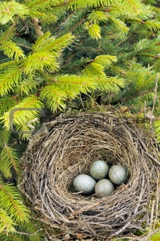 Detail of blackbird eggs in nest
