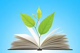 Book and plant over blue background