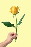 yellow rose in man's hand over yellow background