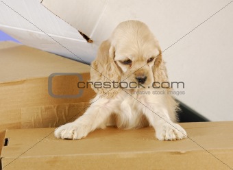 puppy climbing in boxes