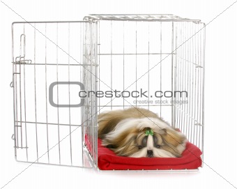 puppy in a crate