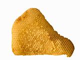 Honeycomb with honey isolated