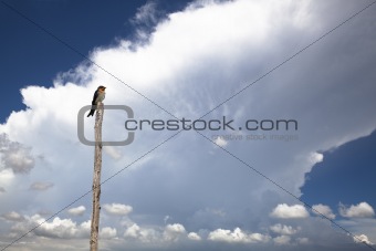 bird with summer storm cloud