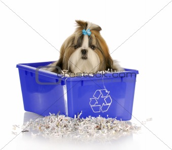 puppy in recycle bin