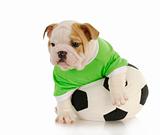 puppy soccer player