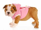 puppy wearing dog coat