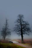 Trees and bridge in mist