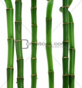 Six stems of bamboo against white background