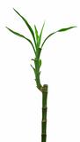 Lucky green bamboo isolated over white background